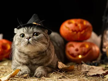 How Long Can Cats Wear Halloween Costumes For? Facts & Safety Tips
