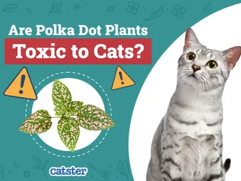 Are Polka Dot Plants Toxic to Cats? Vet-Reviewed Houseplants Examined