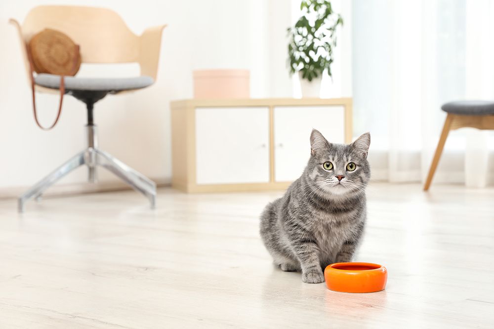 cat and orange bowl inside the house