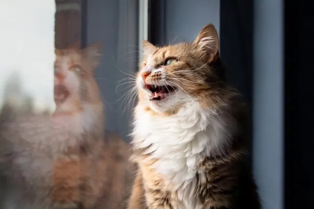 How to Cat Proof Windows With 9 Simple Tips