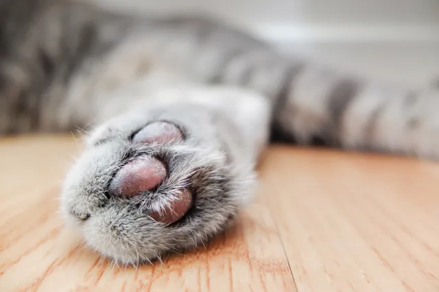 How to Clean Cat Paws: Vet-Approved Step-by-Step Guide