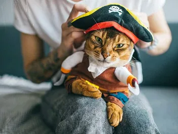 10 DIY Halloween Costumes for Cats You Can Create Today (with Pictures)