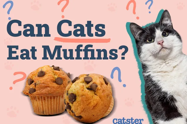 Can Cats Eat Muffins? Vet-Reviewed Risks & Safe Alternatives