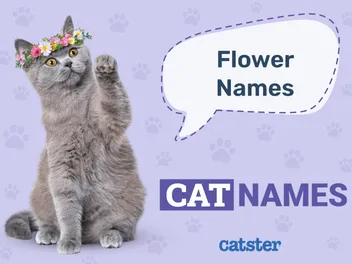 150+ Flower Names for Cats: Inspiring Floral Ideas