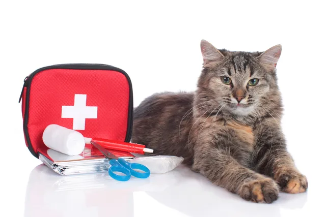 25 Vet-Reviewed Essential Items for Your Cat’s First-Aid Kit