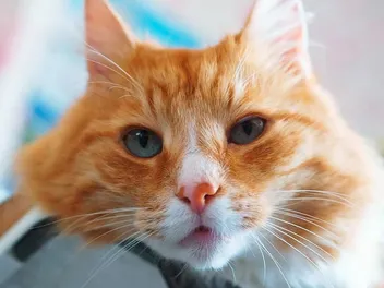 Pneumonia in Cats: Causes, Signs & Care (Vet-Approved Explanation)