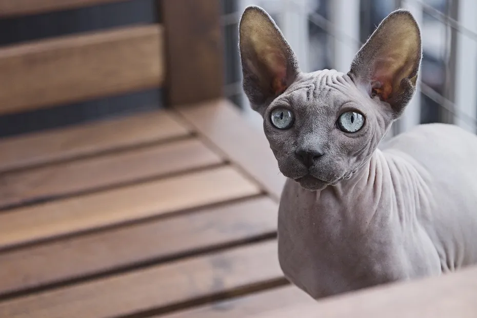 close up of Sphynx Cat