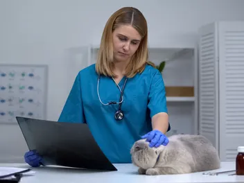 Palliative Care for Cats: 6 Things You Should Know (Vet-Verified)