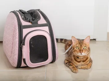 How to Take a Road Trip With a Cat: 10 Vet-Reviewed Tips
