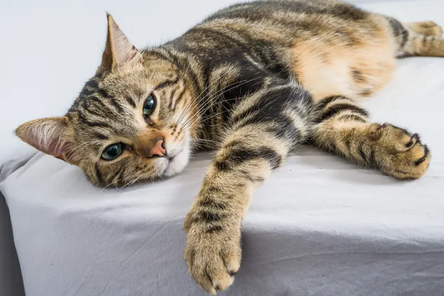 Why Is My Cat Lethargic & Limping After a Vaccine? Vet-Verified Facts