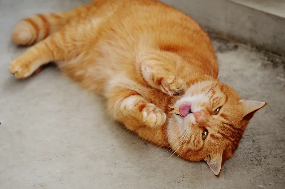 orange cat lying on the floor licking paws