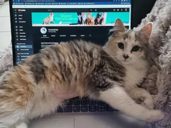 Preparing for a Kitten’s Arrival: How I Prepped for Ivy