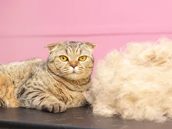 Can You Compost Cat Hair & Fur? Interesting Facts & Tips