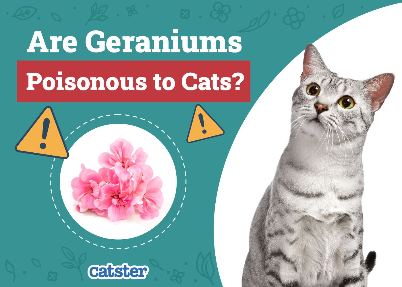 Catster_Are Geraniums Poisonous to Cats