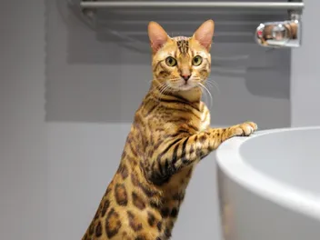 7 Things My Cat Does While I'm Taking a Shower