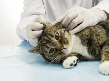 Do Cats Need a Spay or Neuter Tattoo? (Vet Answer)