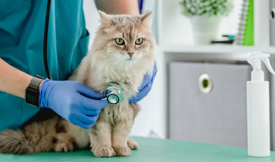 veterinarian listening cat with stethoscope