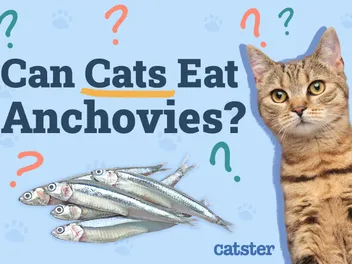 Can Cats Eat Anchovies? Vet-Reviewed Facts & FAQ