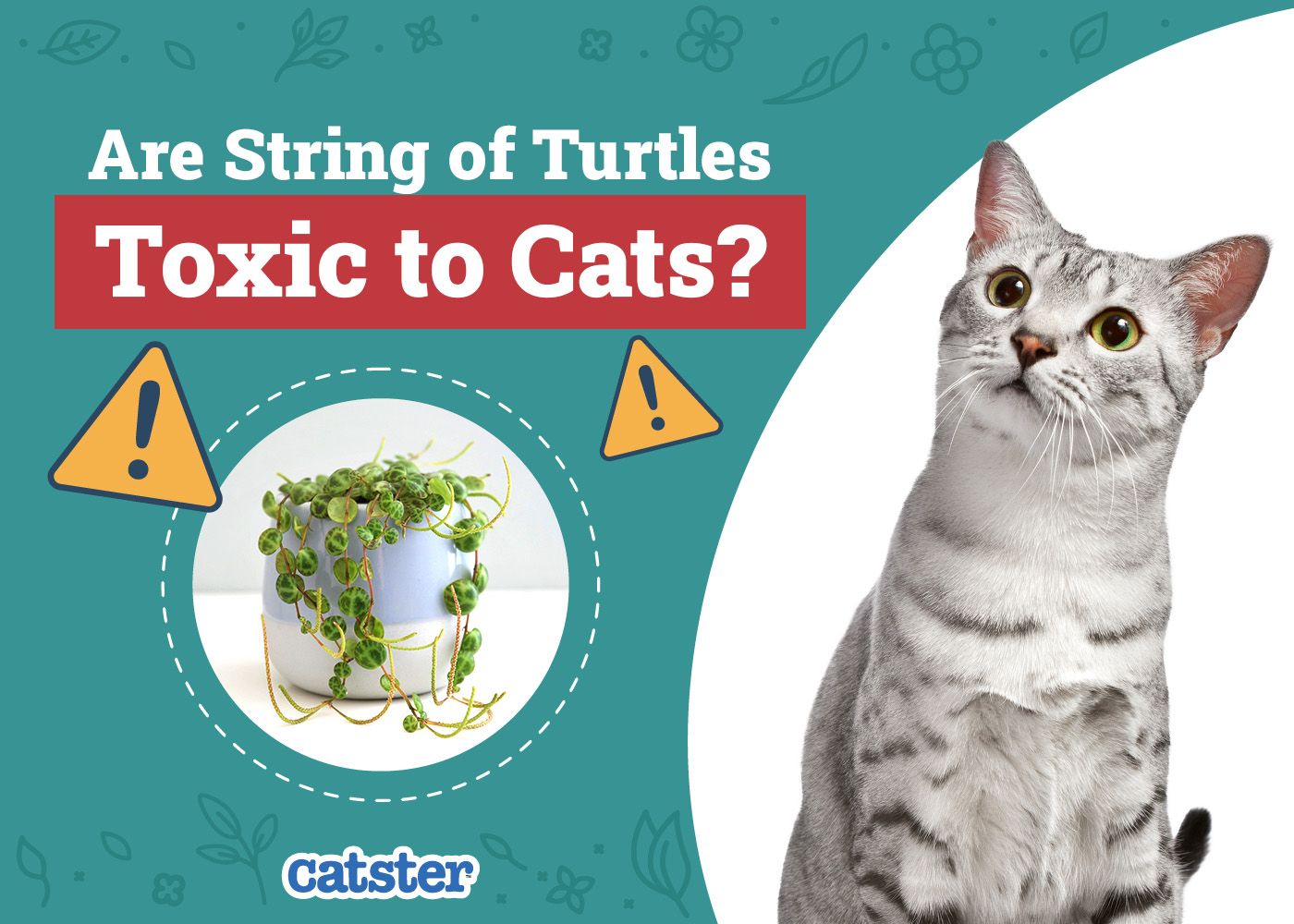 Are String of Turtles Toxic to Cats? Vet-Reviewed Safety Tips & Facts