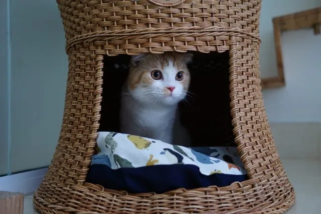 8 Easy DIY Cat Cave Plans You Can Make Today (With Pictures)