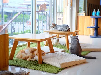 The Cat Cafe Interview Part Two: We Chat with KitTea Co-Founder Courtney Hatt