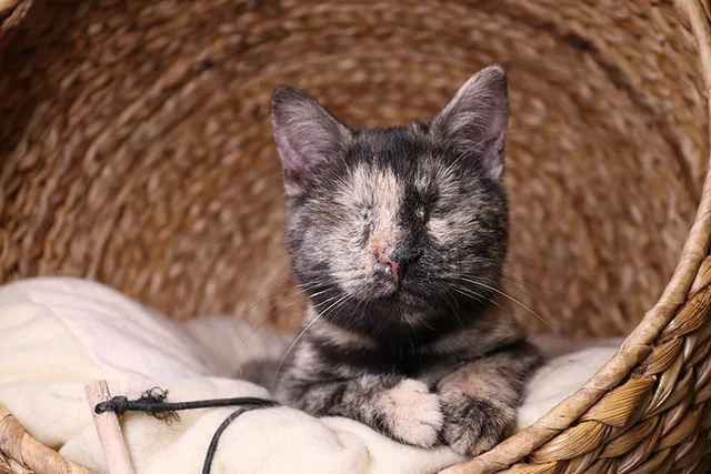 National Specially-Abled Pets Day 2026: When and What Is It? (Vet-Reviewed)