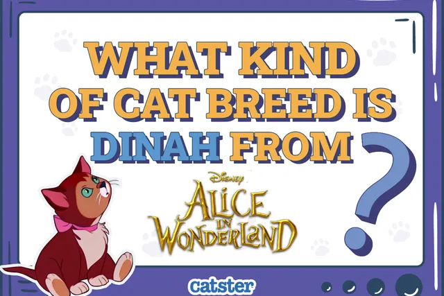 What Kind of Cat Breed Is Dinah From Alice in Wonderland? Interesting Facts