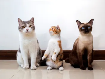 How Old is My Cat? Vet-Approved Ways to Determine Age