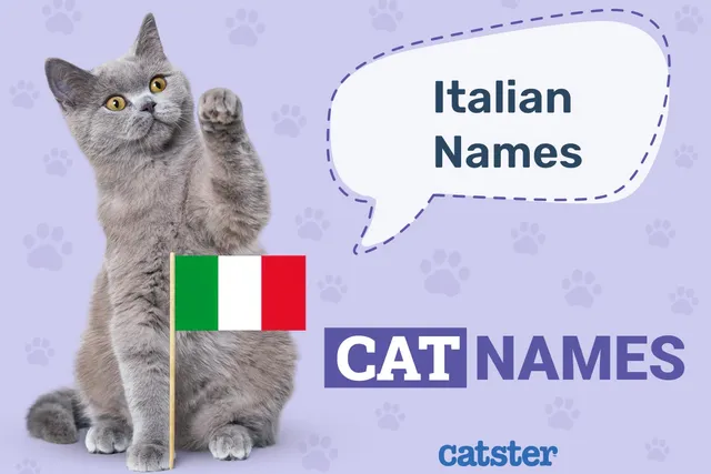100+ Italian Cat Names: Ideas for Exciting & Gorgeous Cats