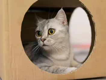10 DIY Cardboard Cat Beds to Create at Home: Vet-Approved (With Pictures)