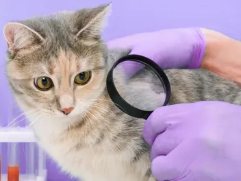 How to Get Rid Of Fleas On Cats: 7 Vet-Approved Methods