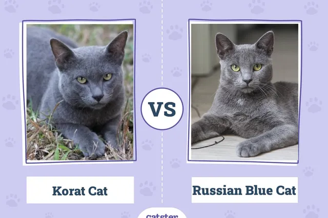 Korat Cat vs Russian Blue:  Vet-Verified Differences (With Pictures)