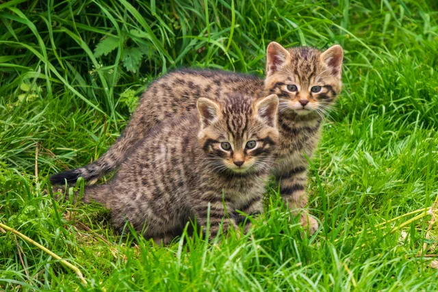 Back From the Brink - Scottish Wildcats Getting a Second Chance