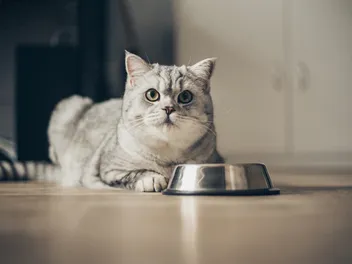 My Cat Takes Food Out of Their Bowl to Eat: 5 Vet-Reviewed Reasons