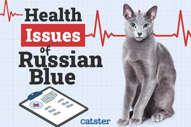Russian Blue Cat Health Problems: 7 Vet-Reviewed Issues
