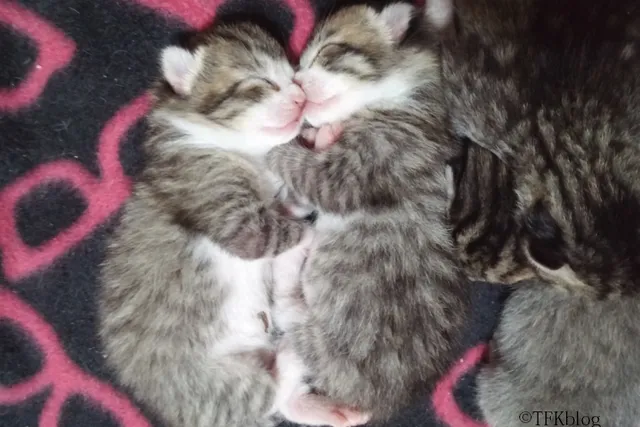 We Chat With Connie Smith, Who Has Fostered Hundreds of Cats