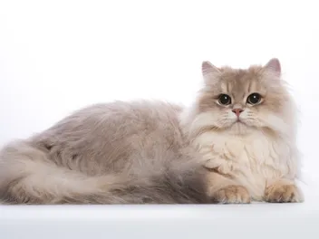 Dementia in Cats: Our Vet Explains Signs & Treatments