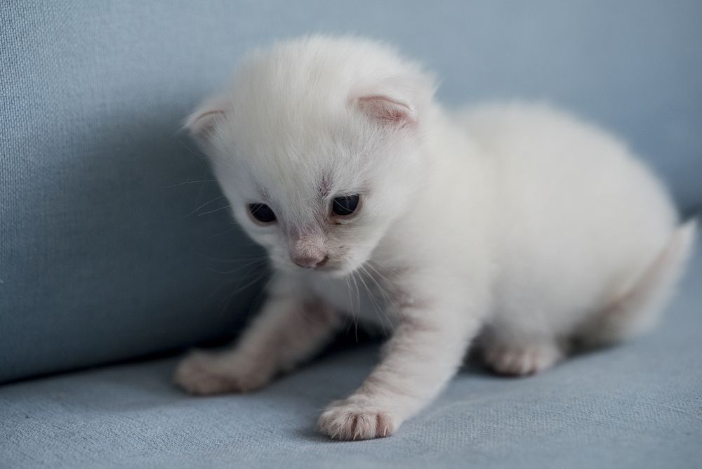 Turkish Angora kitten on the couch