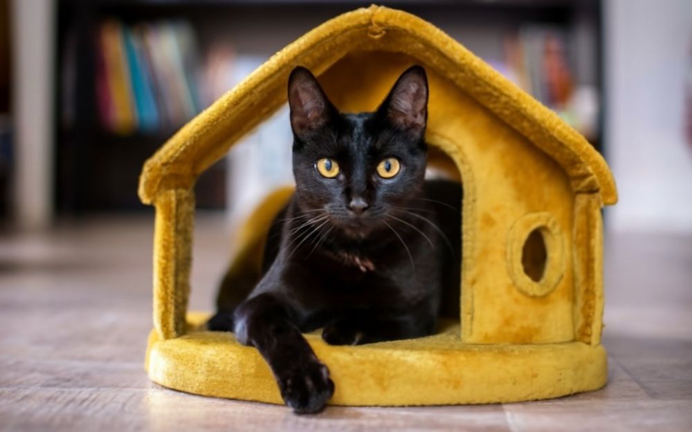 Bombay cat on toy house