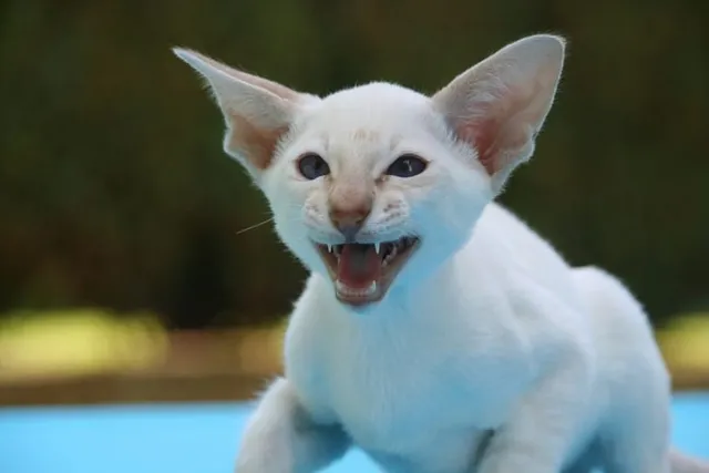 Why Do Cats Hiss and Growl at Strangers? Vet-Reviewed Behavior Insights
