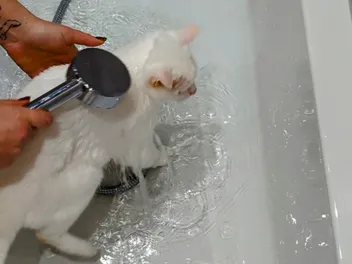 How to Give a Cat a Bath (Without Getting Scratched): Expert Tips & Tricks