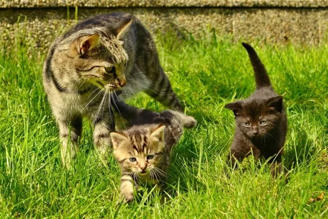 How Often Will a Feral Cat Move Her Kittens? Vet Approved Facts & FAQ