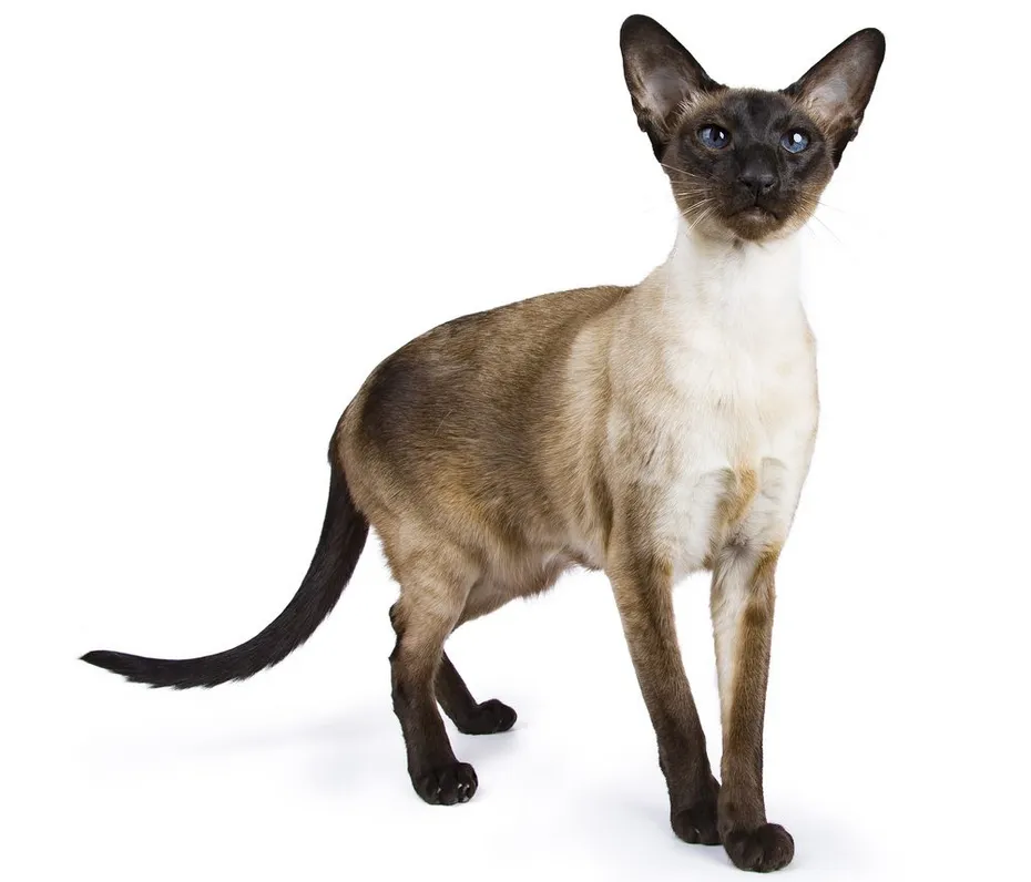 Seal Point Siamese cat standing on white background