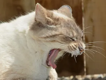 Why Do Cats Gag? 10 Vet-Verified Reasons & When to Worry