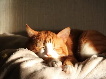 How Hot Is Too Hot for a Cat? Vet-Approved Facts & Summer Safety Tips