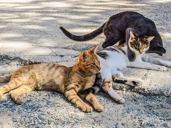 Why Do Stray Cats Like Me? 7 Interesting Reasons