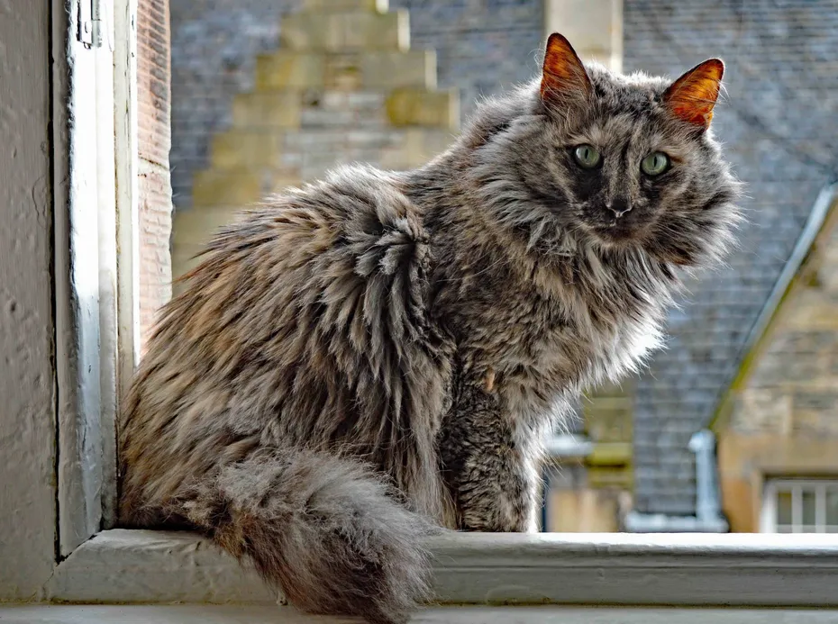 Smoke-grey colored Turkish Angora cat sitting on a window sill