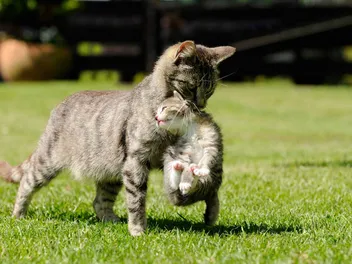 Why Do Cats Move Their Kittens? 3 Vet-Verified Reasons for This Behavior
