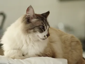 British Semi-Longhair Cat Breed Info: Pictures, Temperament & Traits