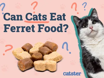 Can Cats Eat Ferret Food? Vet-Reviewed Nutrition Facts